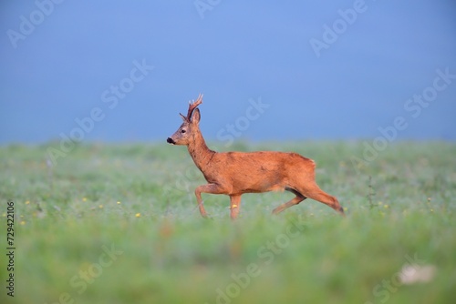 Obraz na płótnie A roe deer with antlers walks across a meadow in the rut season w salonie