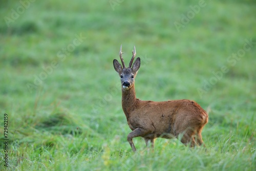 Portrait of a roe deer with antlers on a green meadow in the pasture