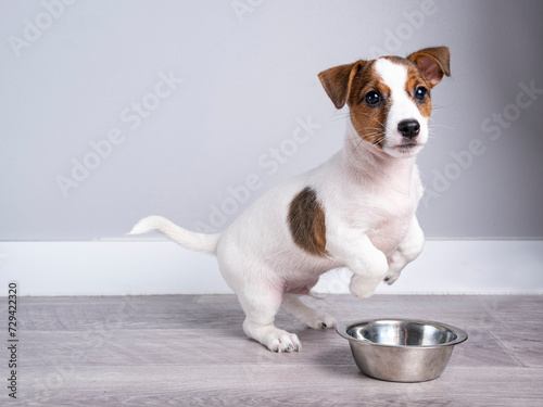 A funny little Jack Russell terrier puppy on the floor near an empty bowl. A puppy background for your product and text. © Сергей Дудиков