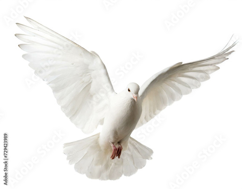 Weiße Taube isoliert auf weißen Hintergrund, Freisteller © oxie99
