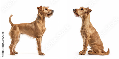 Dog Irish Terrier