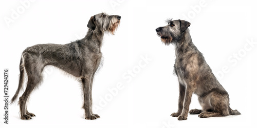 Dog Irish Wolfhound