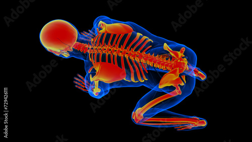 Human skeleton anatomy for medical concept 3D rendering