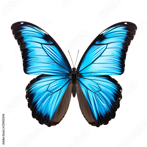 Beautiful Blue butterfly isolated, transparent PNG Background © usman