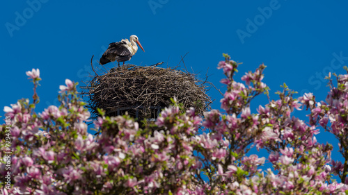 cigogne