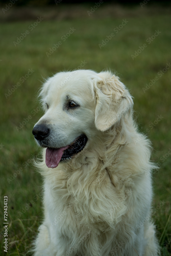 golden retriever golden retriever