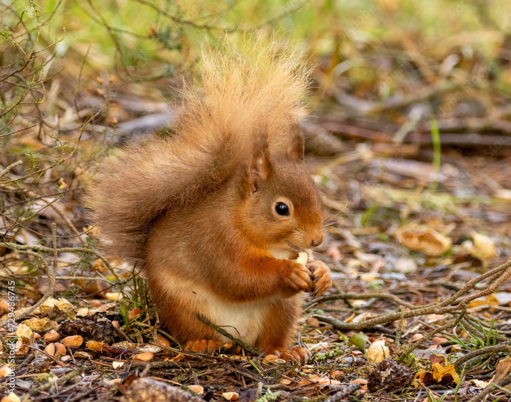 Close up of a hungry little scottish red squirrel eating a nut in the forest