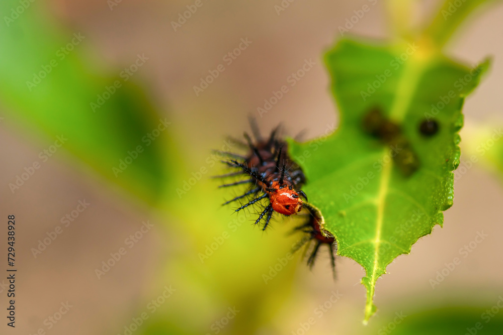 A caterpillar is eating leaf in the forest. The Tawny Caster eating leaves. A caterpillar is eating leaf in the forest. The Tawny Caster eating leaves.
