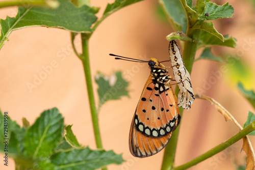 The butterfly emerged from the pupa, and larva in the forest. The Tawny Caster emerges a chrysalis. Acraea terpsicore. macro. photo