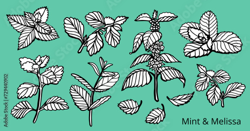 Isolated vector hand drawn set of peppermint and melissa.Mint leaves branches and flowers, spearmint and melissa herbs.Culinary or medical aromatic plant twigs.Botanical elements on a green background