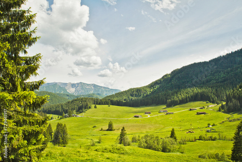 Landscape with rolling hills and trees amongst spring fields with flowers. Spitzingsee, Germany photo