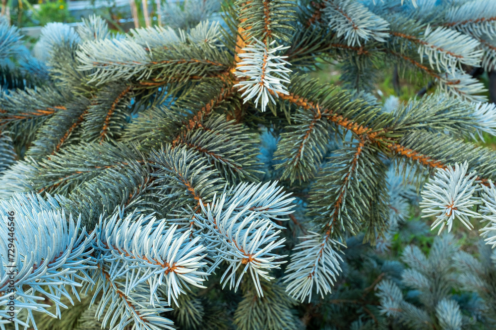 Pine branches with blue needles, close-up. Background from spruce for publication, design, poster, calendar, post, screensaver, wallpaper, postcard, banner, cover, website. High quality photo