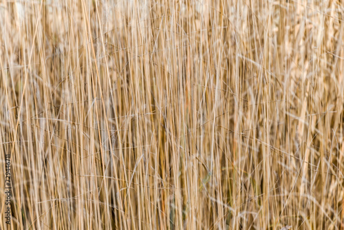 London, UK, 25 January 2024: Defocus multiple exposure effect image of Golden rushy closeup common reeds background, Stratford, London 