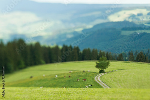 Mountain landscape in summer with green fields and trees.
