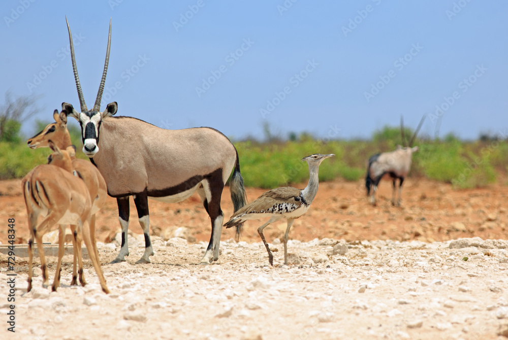 Kori Bustard, Gemsbok Oryx and Black Faced Impala at a small waterhole in the Western sector of Etosha - focus is on the Kori Bustard Kori Bustard, Gemsbok Oryx and Black Faced Impala at a small waterhole in the Western sector of Etosha - focus is on the Kori Bustard