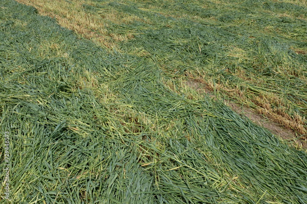 Field of mown grass, top view. The texture freshly cut meadow for publication, poster, calendar, post, screensaver, wallpaper, postcard, banner, cover. High quality photo Field of mown grass, top view. The texture freshly cut meadow for publication, poster, calendar, post, screensaver, wallpaper, postcard, banner, cover. High quality photo