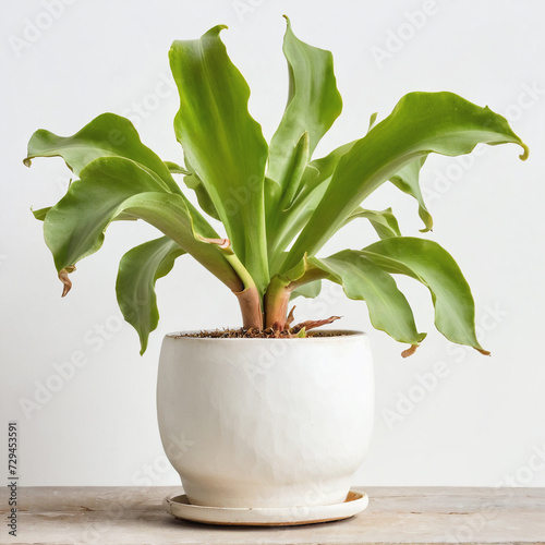 Illustration of potted staghorn fern plant white flower pot Platycerium spp isolated white background indoor plants
 photo