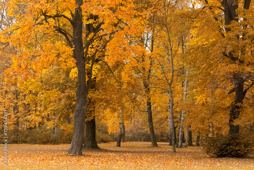 Bäume mit Herbstlaub