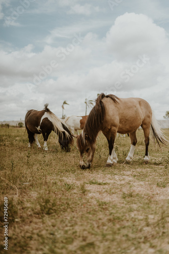group of ponies eating grass