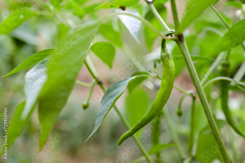 green pepper hanging on a plant.