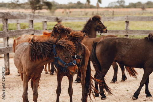 brown ponies playing in corral