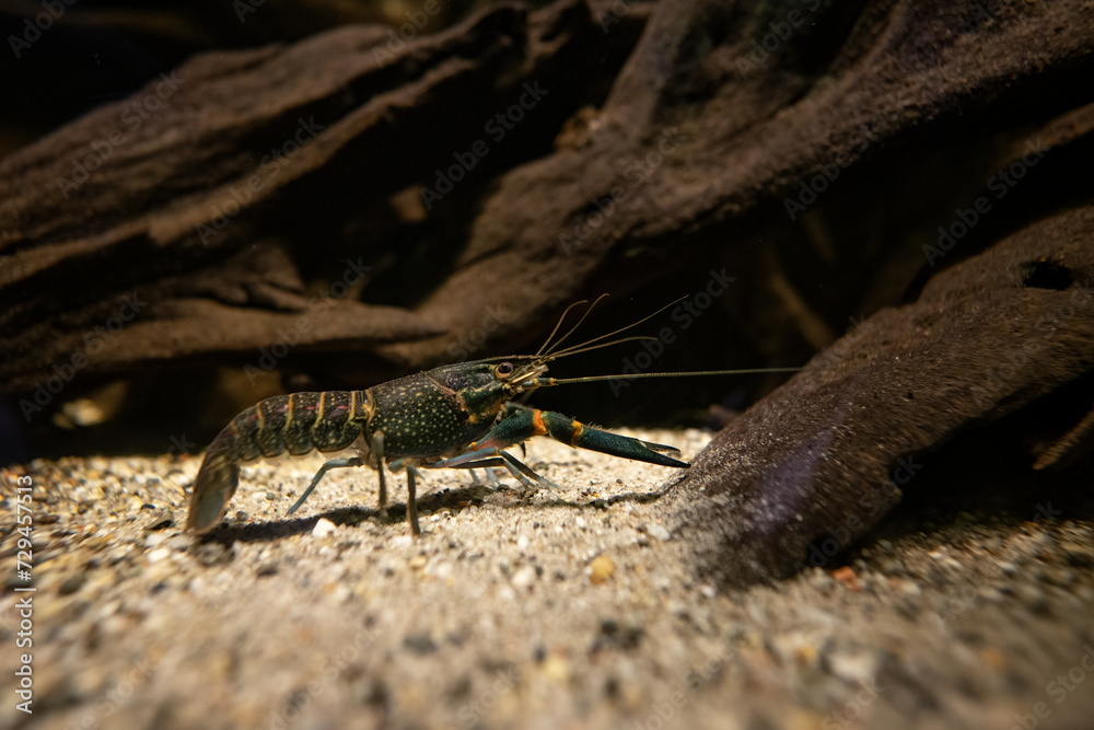 Red-necked crayfish under the surface. Red-necked crayfish under the surface.
