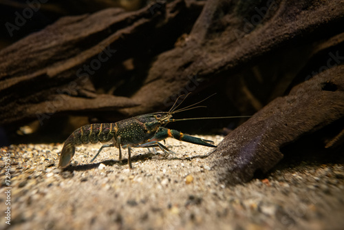 Red-necked crayfish under the surface.