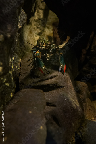 Red-necked crayfish under the surface. photo