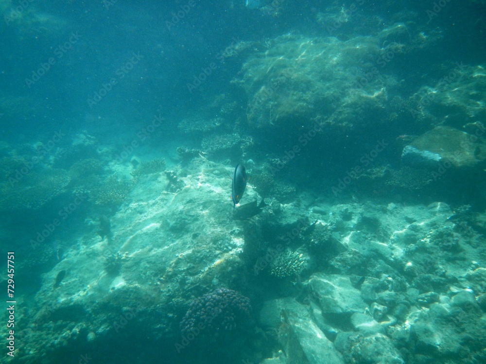 Fototapeta premium Unter Wasser