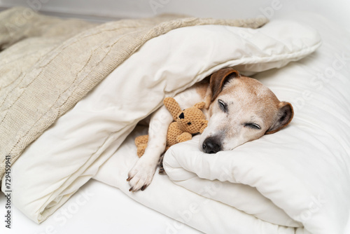 Sleeping dog face cuddling with bear toy. dog Jack Russell terrier under comfortable white bed covered with blanket and beige plaid hugging bear toy. Cozy cute resting pet at home. Senior pet resting 