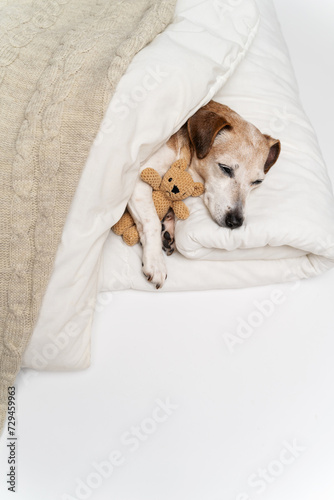 Dog sleeping in the bed with white  sheets and beige blanket small white senior 13 years dog Jack Russell terrier cuddling with bear toy in cozy bed at home. Vertical composition. Relaxed weekend mood