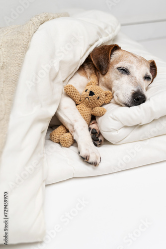 Sleeping dog face with closed eyes cuddling with bear toy. dog Jack Russell terrier under comfortable white bed covered at blanket and beige plaid. Cozy cute resting pet at home. Vertical composition