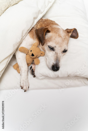 Relaxing chilling pet dog Jack Russell terrier sleeping in the white bed hugging bear toy. Cute couple friends resting.  Vertical composition.