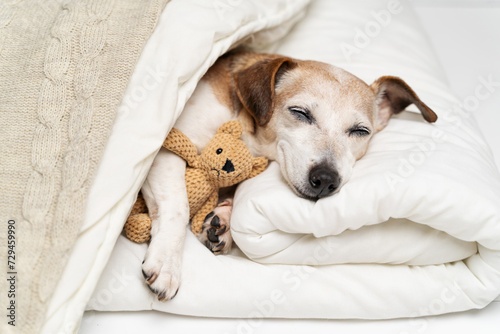sweet dreams. Sleeping dog face with closed eyes cuddling with bear toy. dog Jack Russell terrier under comfortable white bed covered with blanket and beige plaid. Cozy cute resting pet at home. 