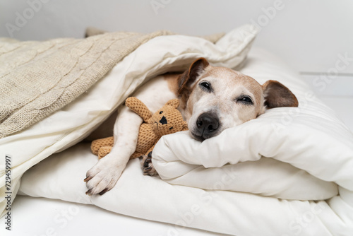 Sleepy dog face cuddling with bear toy. dog Jack Russell terrier under comfortable white bed covered with blanket and beige plaid  hugging bear toy. Cozy cute resting pet at home. Senior pet resting 