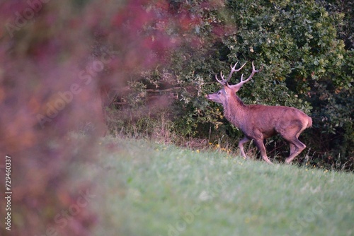 Obraz na płótnie Deer stag with antlers in mating season walking deep into the forest
w salonie