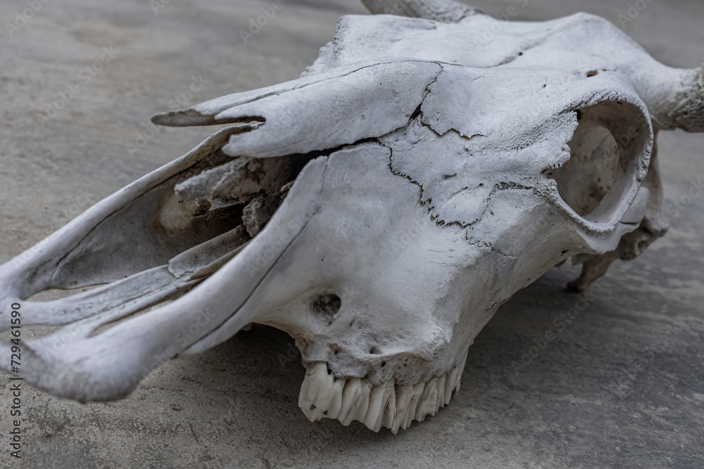A Close-Up of a White Bull's Skull Lying on Concrete