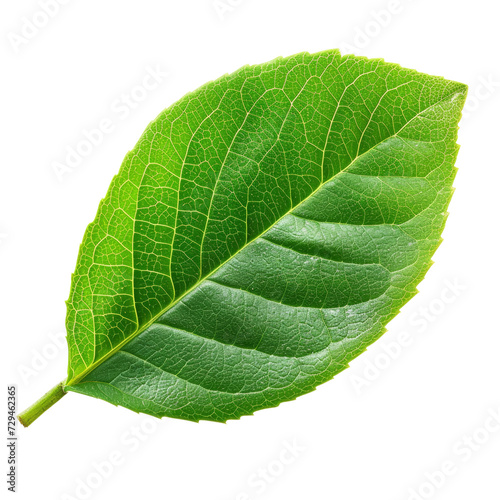 Green Leaf on White Background Isolated on Transparent or White Background  PNG