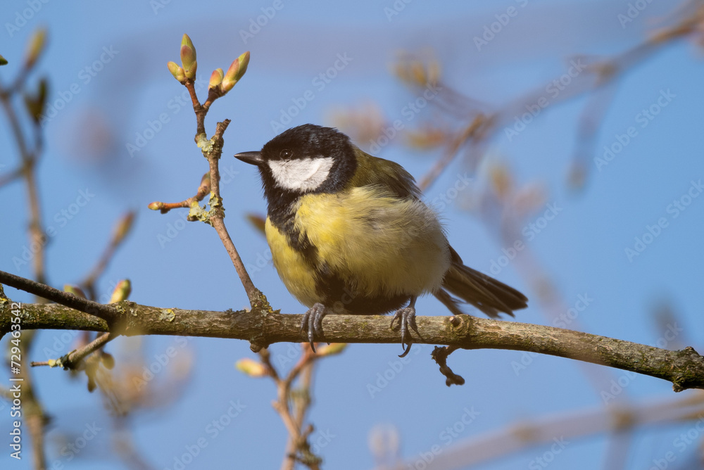 Fototapeta premium Great Tit on Branch