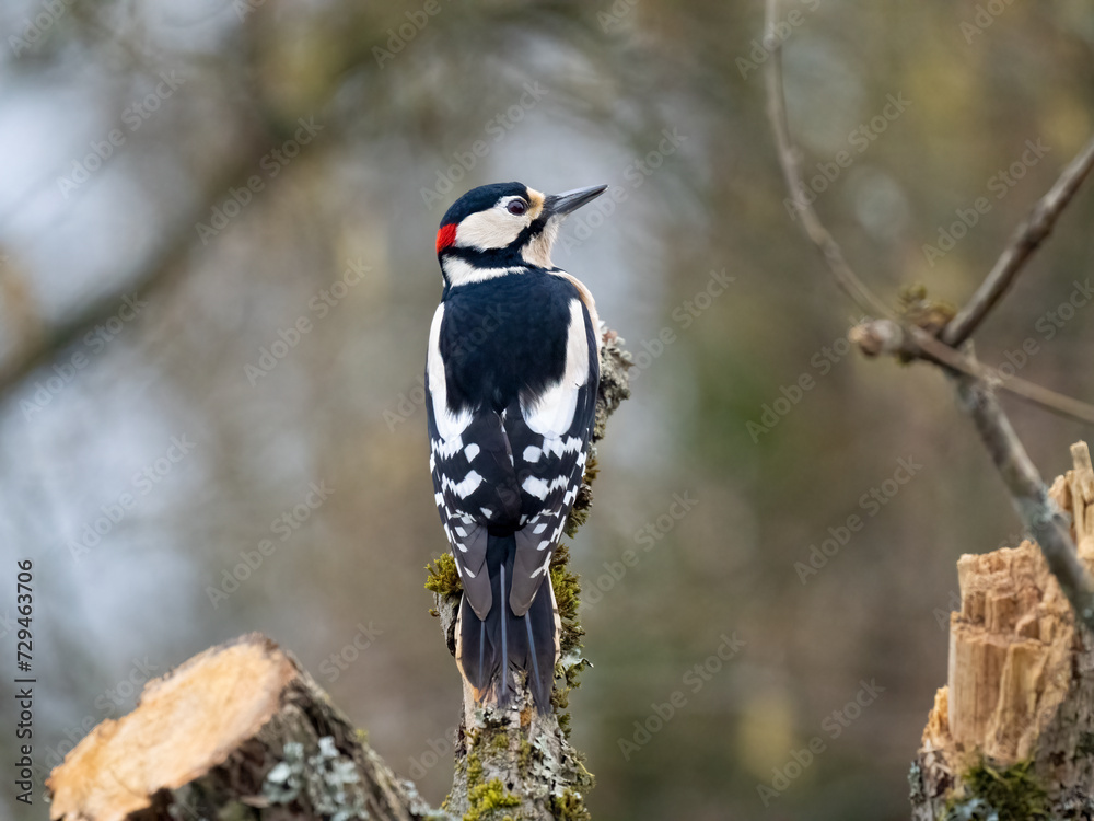 Fototapeta premium Buntspecht&nbsp;(Dendrocopos major)