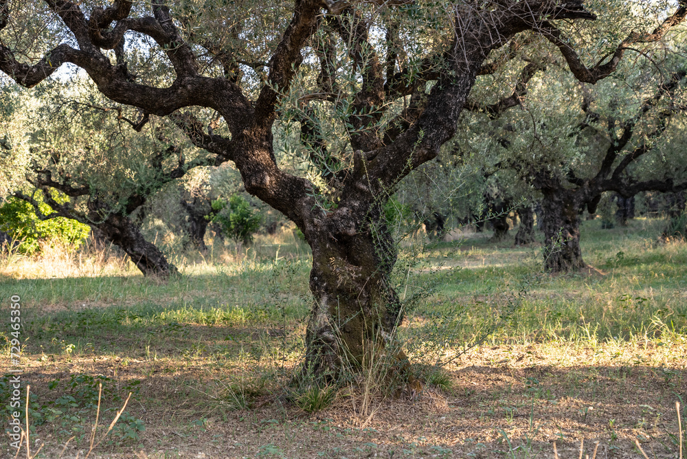 Olive trees in the olive grove of the Greek island. Old olive tree in the park in Greece. Olive grove in the countryside of the island of Zakynthos. Olive tree plantation. Olive trees in the olive grove of the Greek island. Old olive tree in the park in Greece. Olive grove in the countryside of the island of Zakynthos. Olive tree plantation.