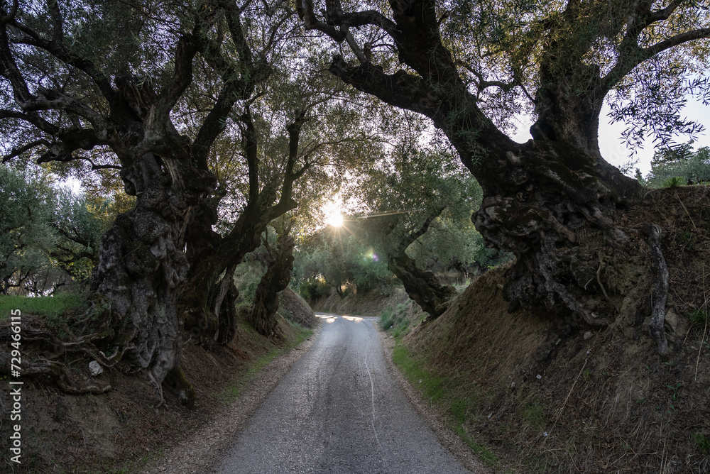 Fototapeta premium Olive trees in the olive grove of the Greek island. Old olive tree in the park in Greece. Olive grove in the countryside of the island of Zakynthos. Olive tree plantation. 