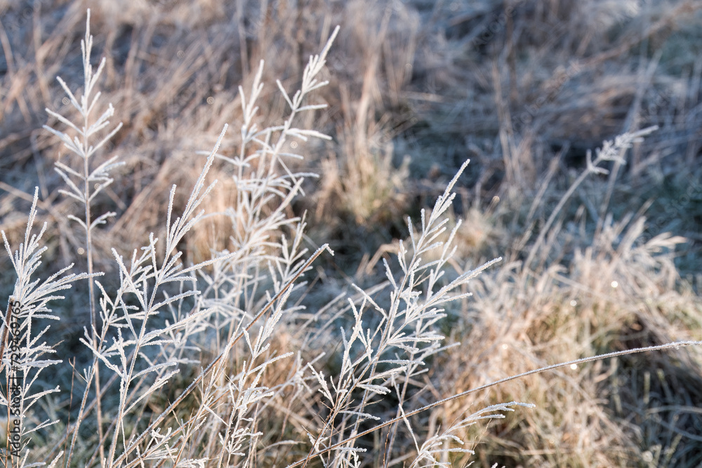 Fototapeta premium frost wildflowers with a blurred wintry background