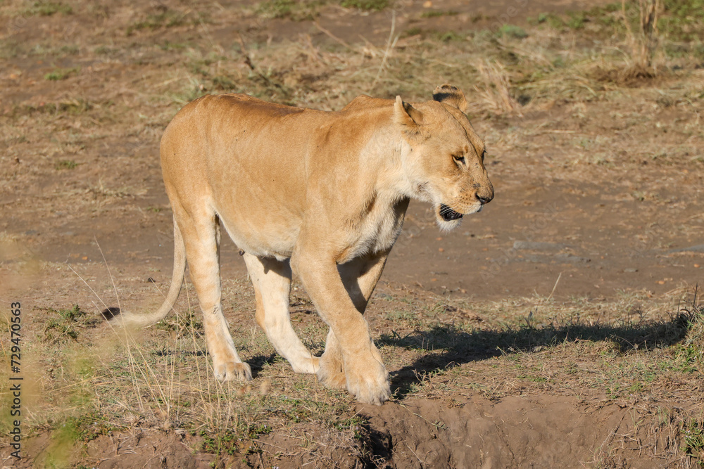 a walking lioness in Maasai Mara NP a walking lioness in Maasai Mara NP