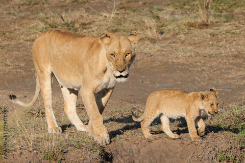 a lioness with cubs in Maasai Mara NP