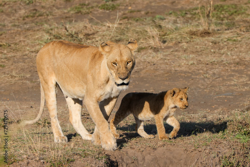 a lioness with cubs in Maasai Mara NP