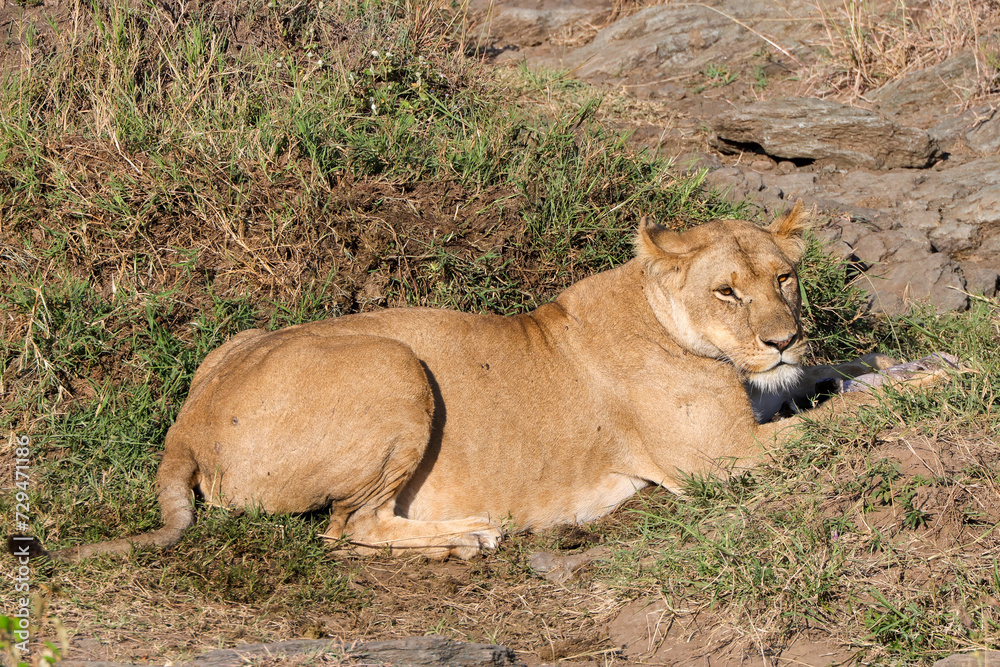 Fototapeta premium a single lioness in the Maasai Mara NP
