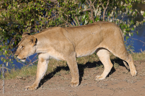 a single lioness in the Maasai Mara NP