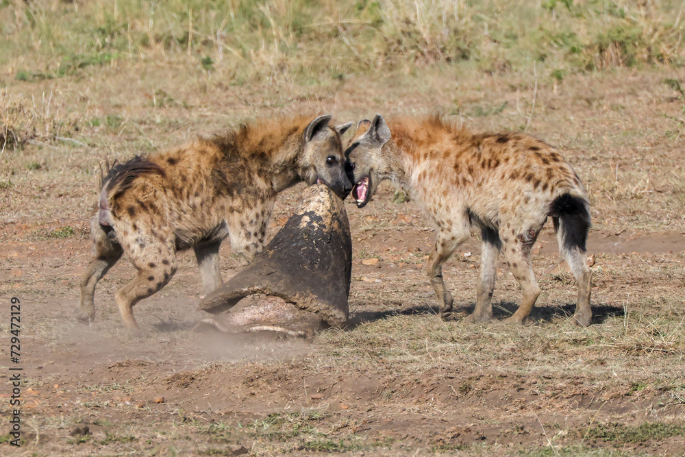 Obraz premium two hyenas caught a piece of the skin of a dead hippo in Maasai Mara NP