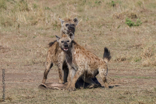 two hyenas caught a piece of the skin of a dead hippo in Maasai Mara NP